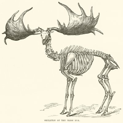 Scheletro dell